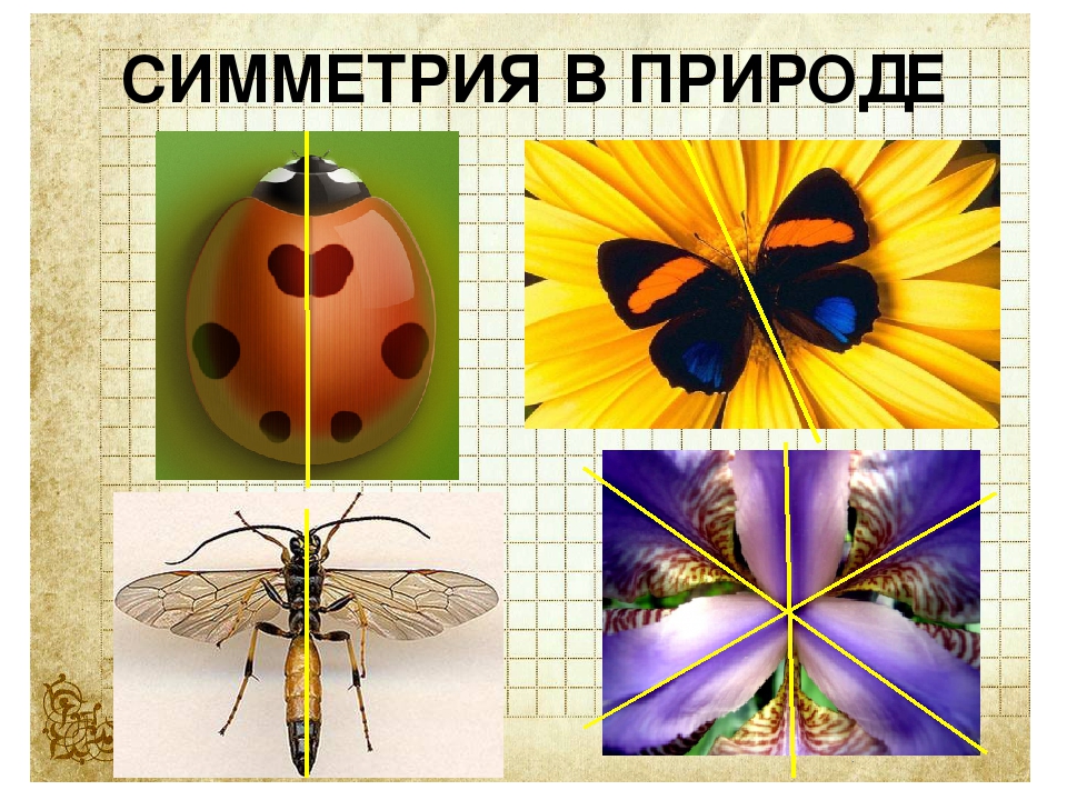 Центральная симметрия примеры из жизни картинки